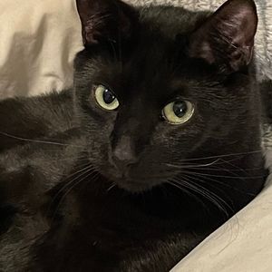 Meet your Posher, Susan